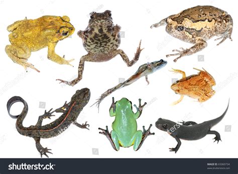 how are frogs and toads similar to salamanders